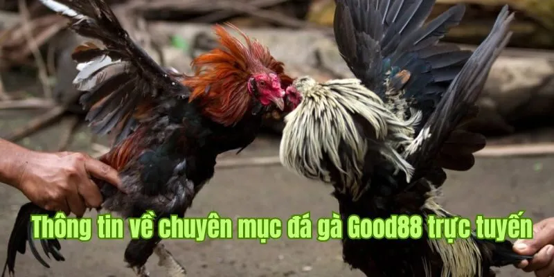 Sơ lược thông tin về chuyên mục đá gà Good88 trực tuyến Sơ lược thông tin về chuyên mục đá gà Good88 trực tuyến